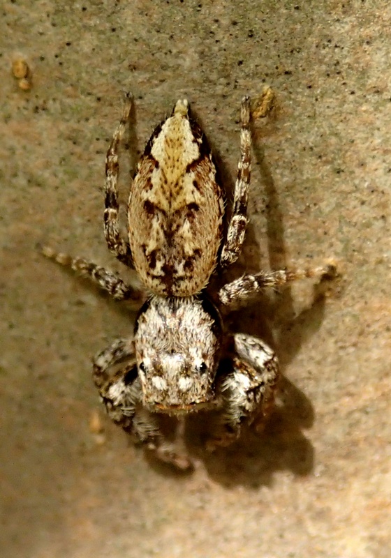 Marpissa muscosa